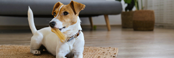 Pets in rented homes